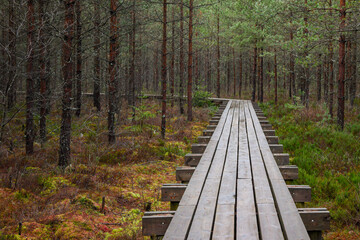 Fototapeta premium wooden boardwalk in swamp tourist trail with trees, resting area and sun rays in colorful summer weather