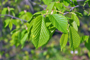 Hornbeam (Carpinus) tree branch with young leaves