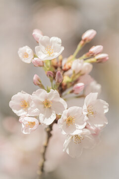 Fototapeta close up of white and pink cherry blossom flowers and buds on branch in spring
