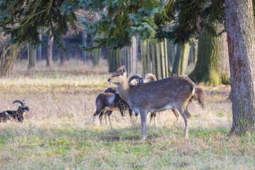 Sika deer - Cervus nippon, doe and mouflon in meadow and forest. Photo from wild nature