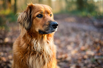 Portrait of a four year old female Hovawart