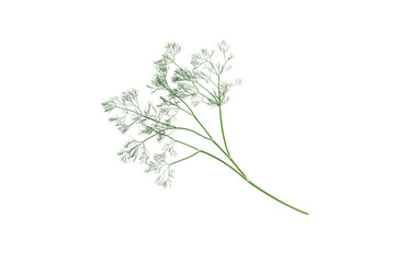 Fototapeta premium Dill isolated on png transparent background, full depth of field, generate ai