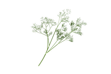 Fototapeta premium Dill isolated on png transparent background, full depth of field, generate ai