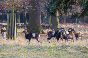 Sika deer - Cervus nippon, doe and mouflon in meadow and forest. Photo from wild nature