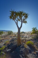 Obraz premium Köcherbaum (aloe dichotoma) im Namib Naukluft Park in Namibia