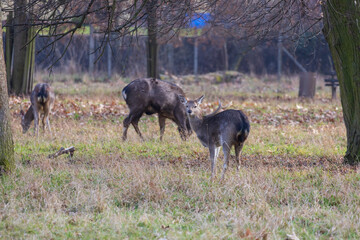 Sika deer - Cervus nippon, doe and mouflon in meadow and forest. Photo from wild nature