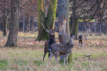 Sika deer - Cervus nippon, doe and mouflon in meadow and forest. Photo from wild nature
