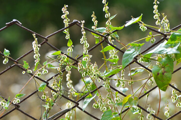 Wild shrub buckwheat (Fallopia dumetorum) which twists grows in the wild