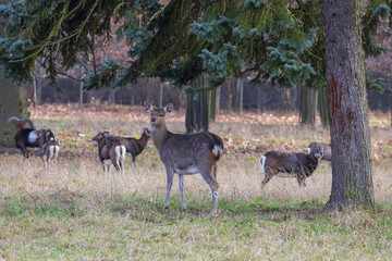 Sika deer - Cervus nippon, doe and mouflon in meadow and forest. Photo from wild nature