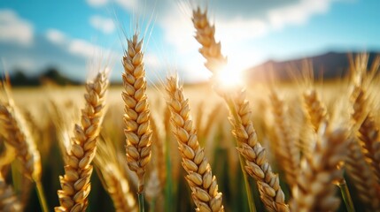 A stunning view of golden wheat stalks swaying gently in the breeze as the sun rises over distant mountains, creating a peaceful and serene atmosphere.