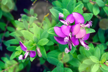 Polygala myrtifolia in Botanical Gardenin in Puerto de la Cruz on Tenerife