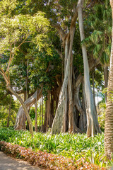 Ficus benghalensis in Botanical Gardenin in Puerto de la Cruz on Tenerife
