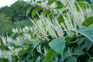 Reynoutria grows in nature