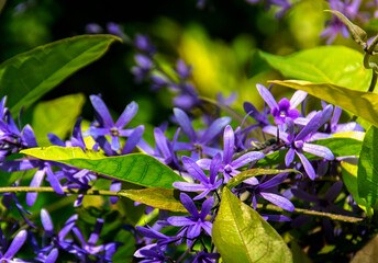 A flowers of Petrea volubilis in Botanical Gardenin in Puerto de la Cruz on Tenerife