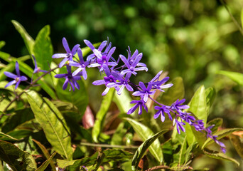 A flowers of Petrea volubilis in Botanical Gardenin in Puerto de la Cruz on Tenerife