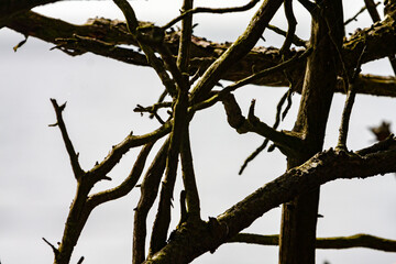 Intertwined Tree Branches Against a Bright Sky During Late Winter Scene
