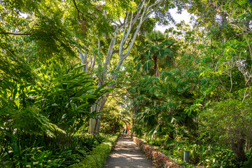 A path in Jard&iacute;n Bot&aacute;nico - Botanical Gardenin Puerto de la Cruz on Tenerife - Canary Islands
