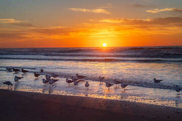 A Flock of Seagulls Stand at the Edge of the Ocean at Sunrise