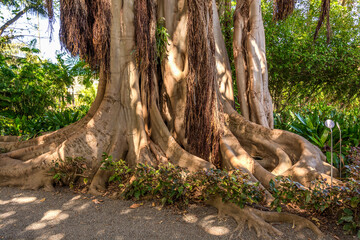 Ficus benghalensis in Botanical Gardenin in Puerto de la Cruz on Tenerife