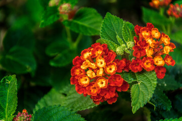 A flower of Lantana camara in Botanical Gardenin in Puerto de la Cruz on Tenerife