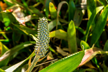 A flower of Aechmea bromeliifolia in Botanical Gardenin in Puerto de la Cruz on Tenerife