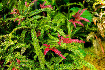 Adiantum hispidulum in Botanical Gardenin in Puerto de la Cruz on Tenerife