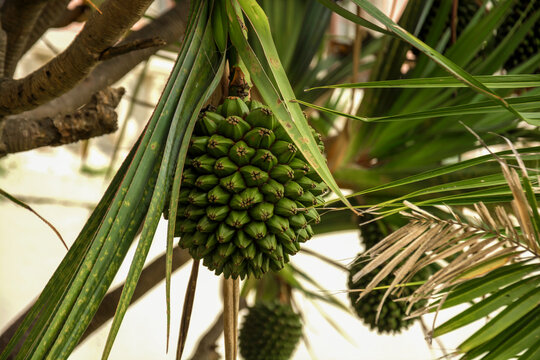 A fruit of Pandanus utilis. Botanical Gardenin in Puerto de la Cruz on Tenerife