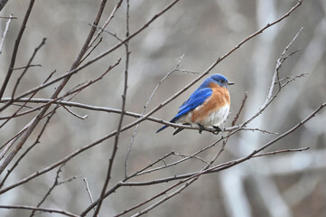 Eastern bluebird in a tree, bird wildlife nature background