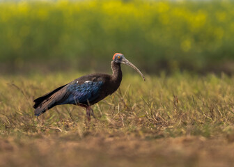 Naklejka premium Red-naped ibis