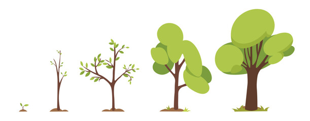 Tree growth stages cartoon vector illustration. Life cycle of plant isolated on white background.