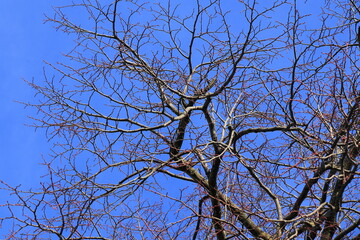 Bare Tree Branches Against a Blue Sky