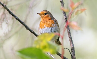 robin on a branch