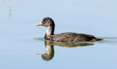 duck on the water