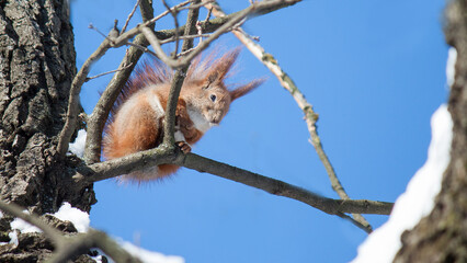 squirrel on a tree