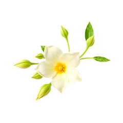 Obraz premium Delicate Plumeria Flower with White Petals and Yellow Center