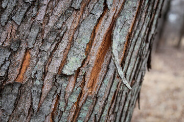 close-up of a majestic tree with peeling pine bark beautiful nature forestry environment background