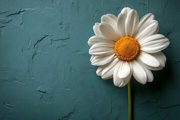 White Daisy Flower Against Textured Teal Background