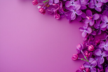 Fototapeta premium Purple lilac flowers on pink background, copy space. Spring, summer concept.