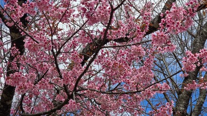Fototapeta premium Beautiful Pink Cherry Blossom Tree in Full Bloom under a Blue Sky