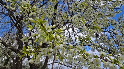 Stunning view of white cherry blossoms in full bloom against a bright blue sky