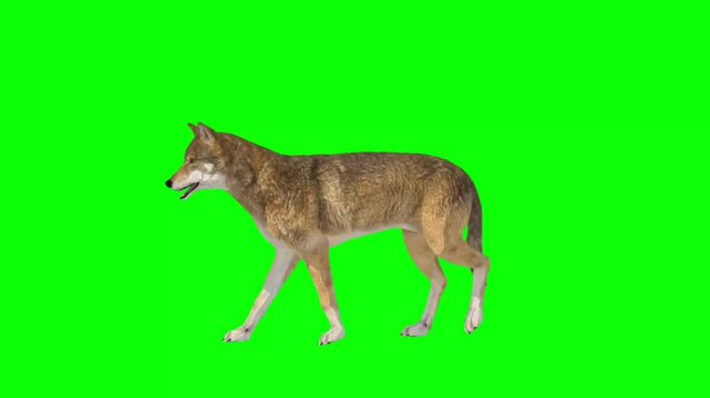 A realistic wolf with a light brown and gray coat walks across a green screen background, offering versatile use in wildlife, nature, or storytelling projects