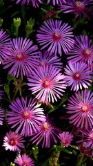 高画質　可愛い　花