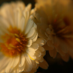 高画質　花　可愛い