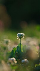 高画質　花　可愛い