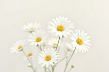 Fototapeta premium White daisies blooming with soft yellow centers on light background