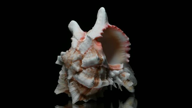 Brassica Murex (Hexaplex brassica) shell rotating against a black background. 