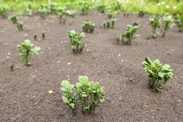 Potato young plants in rows on field on garden bed. Growing organic potatoes in garden