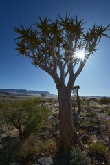 Obraz premium Köcherbaum (aloe dichotoma) im Namib Naukluft Park in Namibia