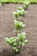 Potato young plants in rows on field on garden bed. Growing organic potatoes in garden