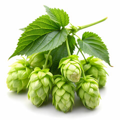 A beautiful single hop cone with leaf Isolated on white